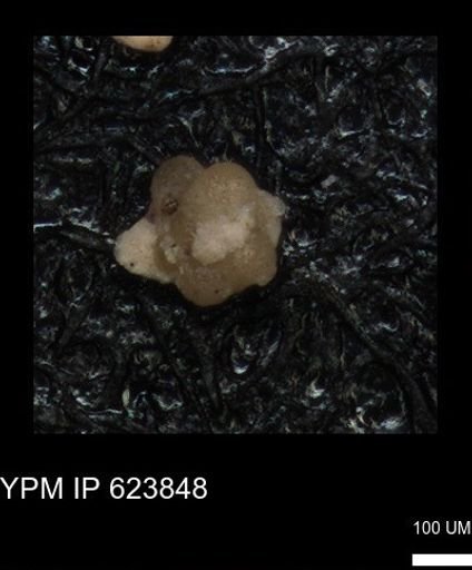 undet. Foraminiferida