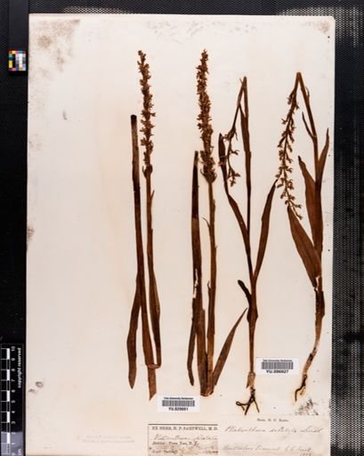 Habenaria
