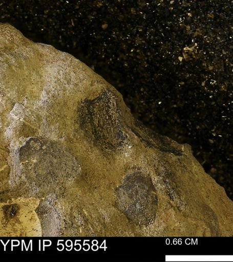 Protocardia sp.