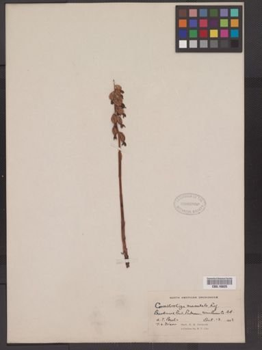 Corallorhiza maculata