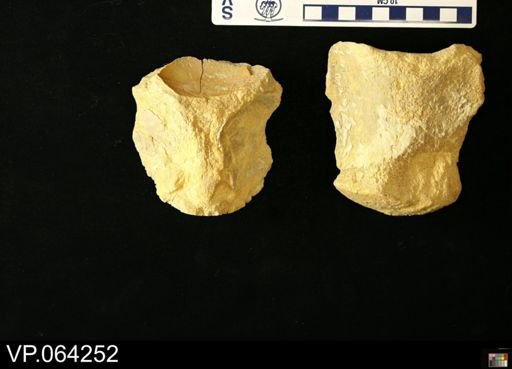 undet. Mosasauridae