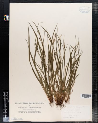 Carex digitalis
