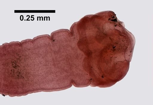Dipylidium caninum