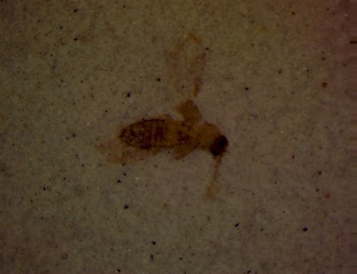 undet. Insecta