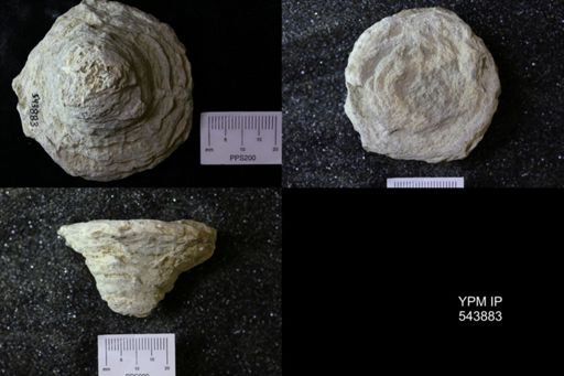 undet. Ichnofossil