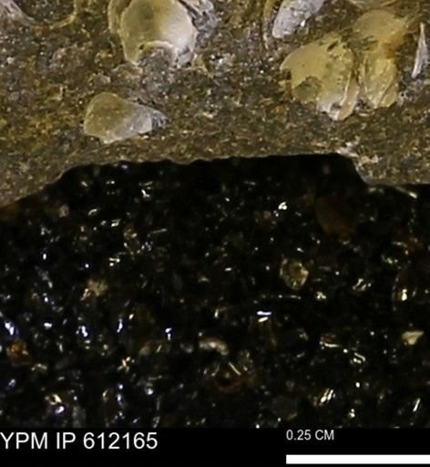 undet. Bivalvia