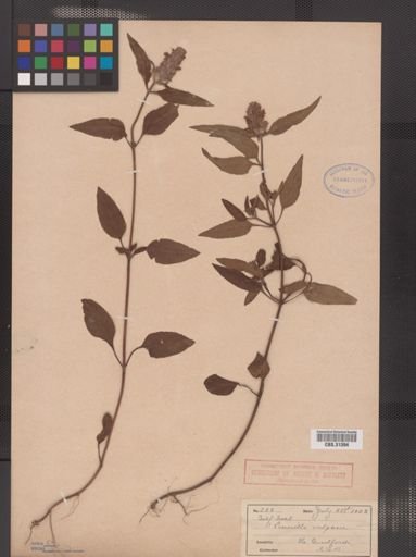 Prunella vulgaris