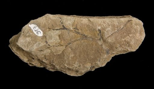 Pertica dalhousii