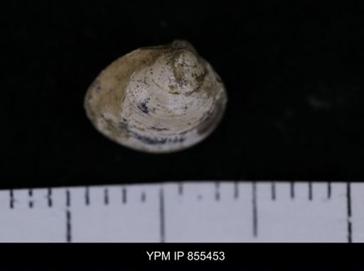 Limopsis striatopunctatus