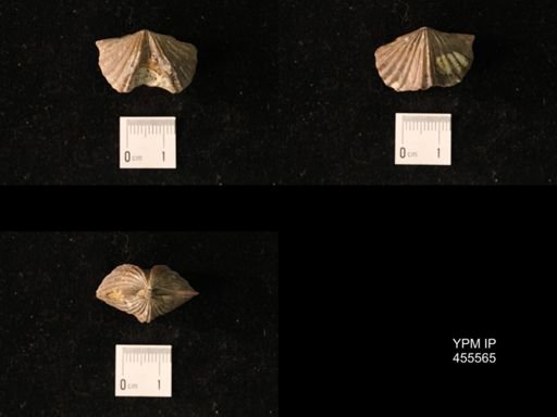 Platystrophia laticosta