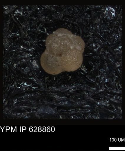 undet. Foraminiferida