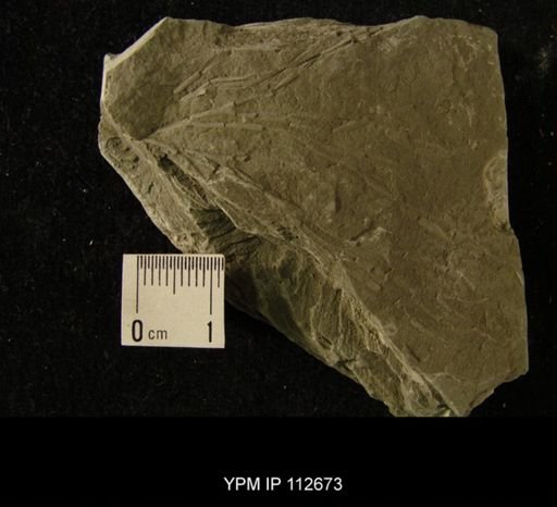 undet. Bryozoa