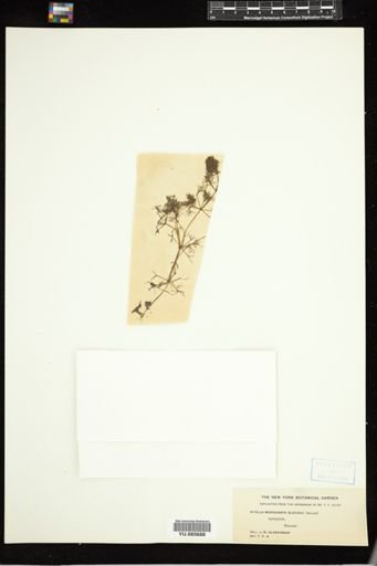 Nitella microcarpa