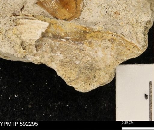 undet. Mollusca