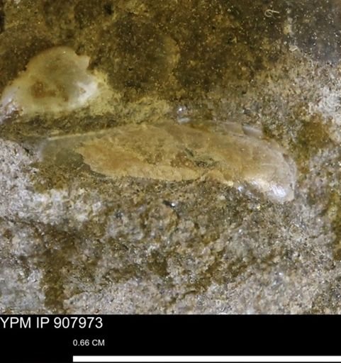 undet. Mollusca