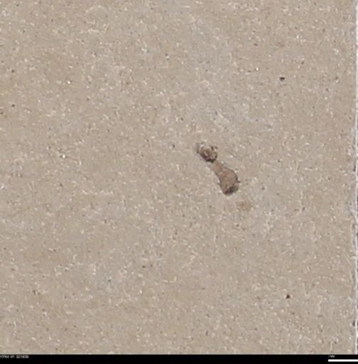 undet. Insecta