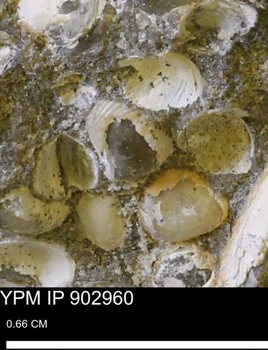 Corbulamella gregaria