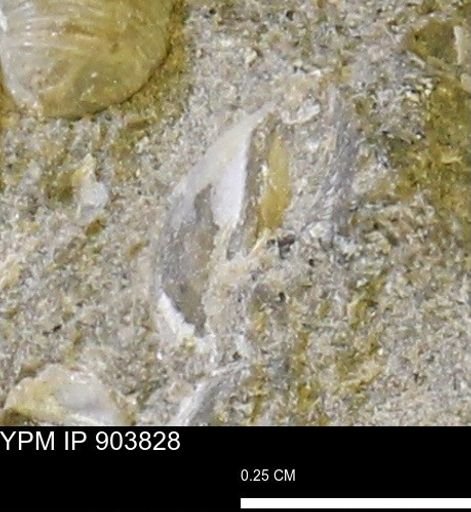 Corbulamella?