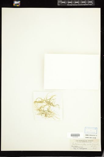 Enteromorpha intestinalis