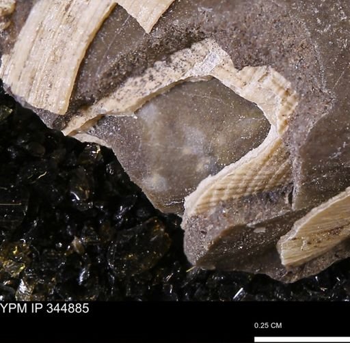 Parallelodon sp.