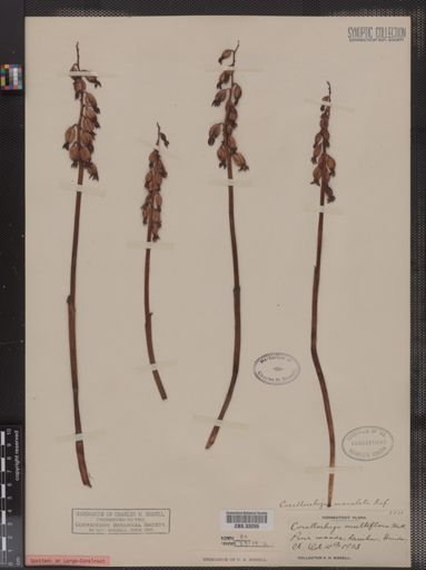 Corallorhiza maculata