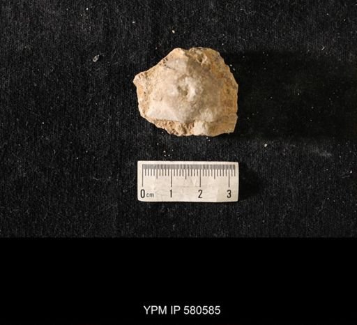 Strophomena sp.
