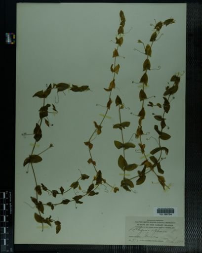 Plantae