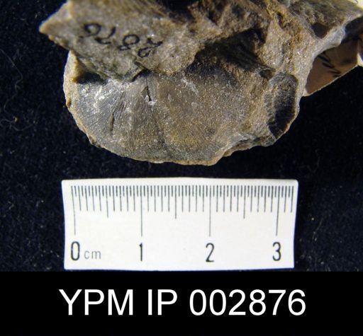 Chonetes sarcinulatus