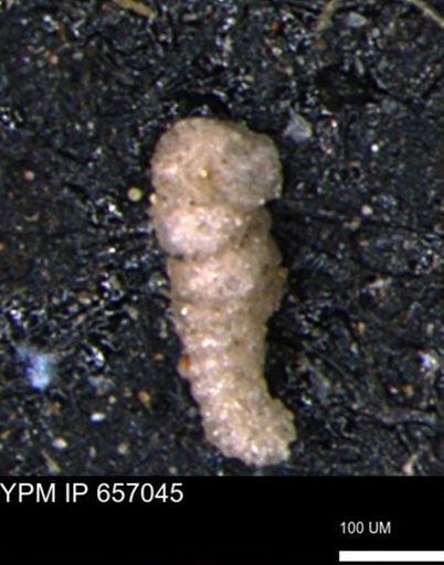 Ammobaculoides whitneyi