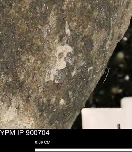 undet. Mollusca