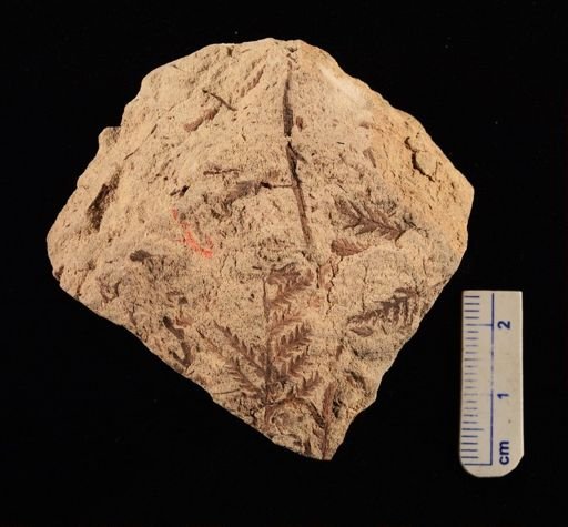 Cladophlebis sp.
