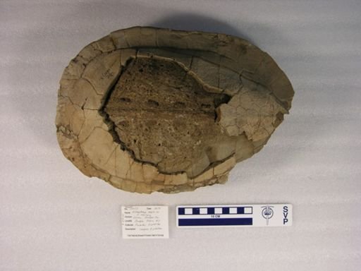 Echmatemys septaria