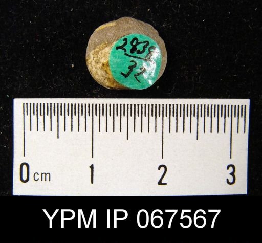 Rhipidomella oblata emarginata