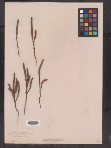 Salicornia bigelovii