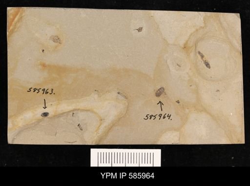 undet. Coleoptera