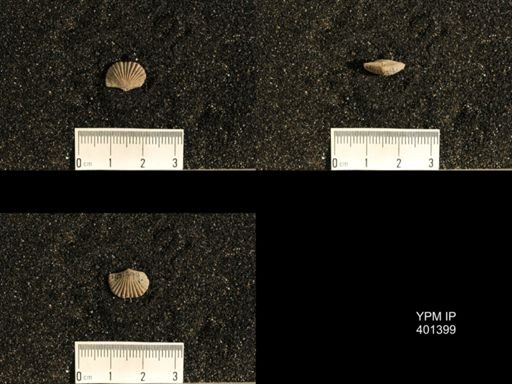 Plectorthis plicatella