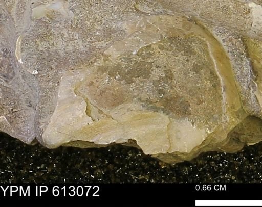 undet. Bivalvia