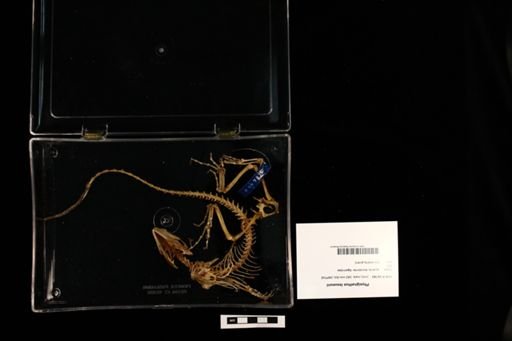 Physignathus lesueurii
