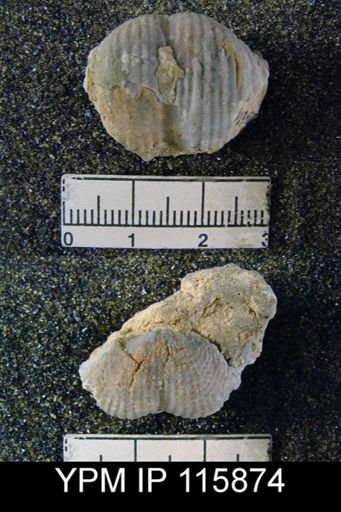 Productus gratiosus occidentalis