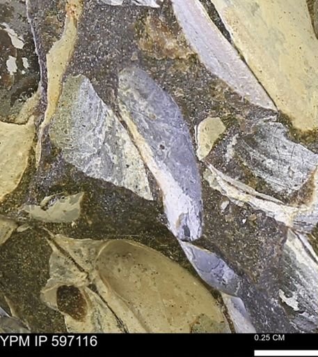 Limopsis striatopunctatus