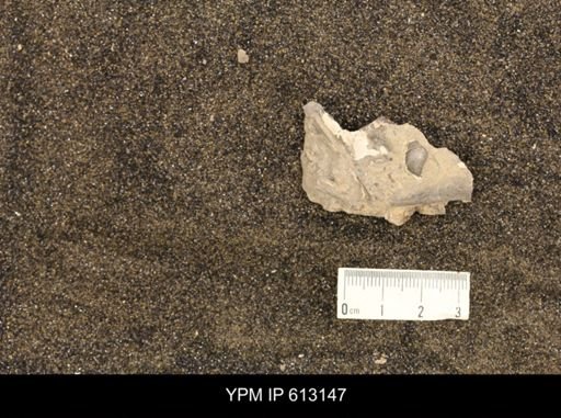 undet. Gastropoda