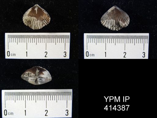 Rhynchopora?
