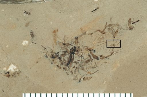 Hymenoptera