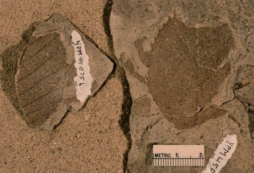 Protophyllum