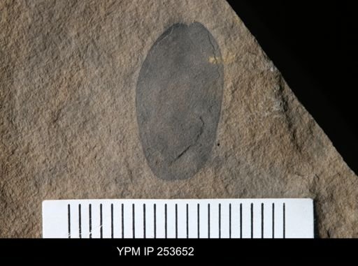 Eurypterida