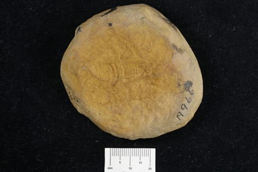 Pygocephalus gracilis