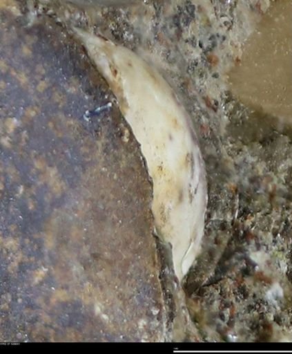 undet. Bivalvia