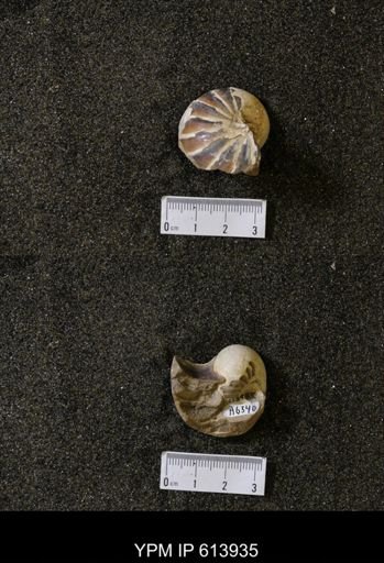 Eutrephoceras sp.