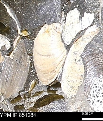 Limopsis striatopunctatus