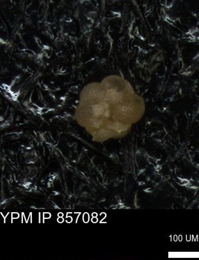 undet. Foraminiferida